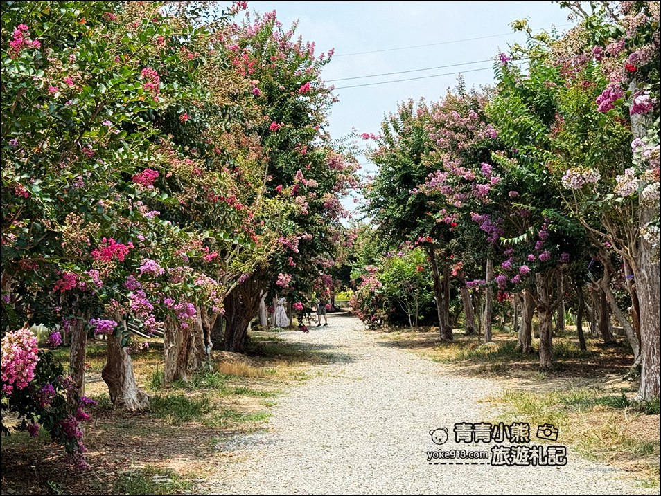 苗栗苑裡景點》紫薇花園花開了,各種繽紛色彩的花朵,走進花海大道超好拍 @青青小熊*旅遊札記 苗栗苑裡景點》紫薇花園花開了,各種繽紛色彩的花朵,走進花海大道超好拍 @青青小熊*旅遊札記