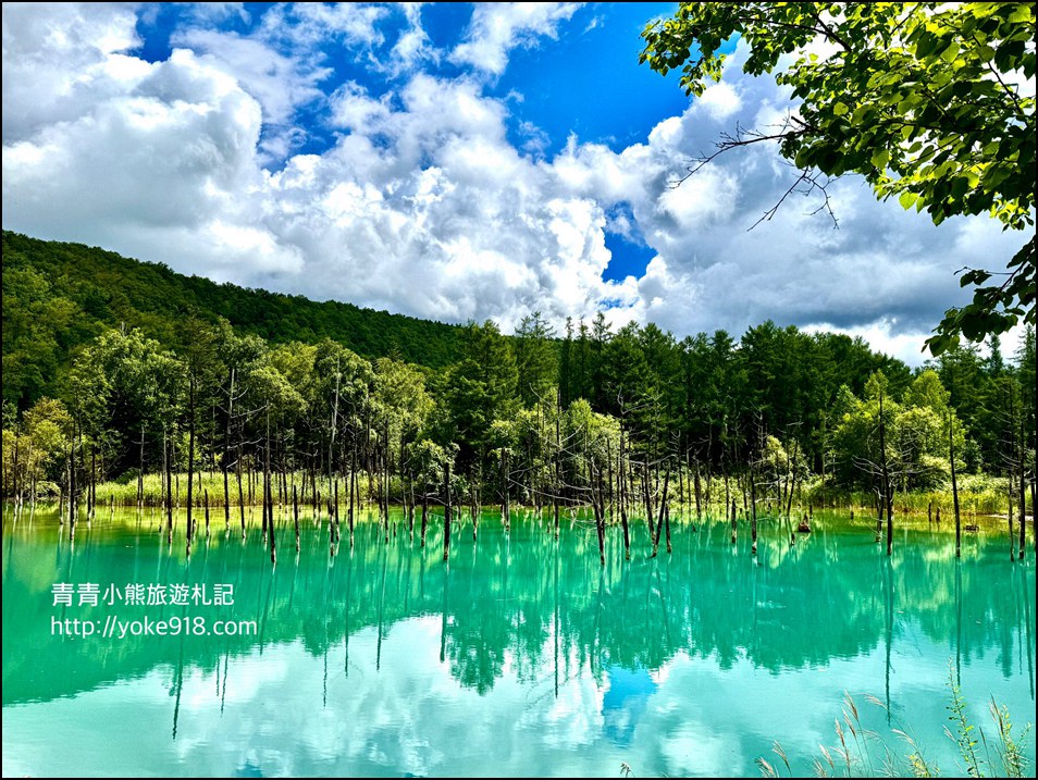 北海道必訪美景》美瑛白金青池～夢幻藍色池水與枯木倒影的散步天堂 @青青小熊＊旅遊札記