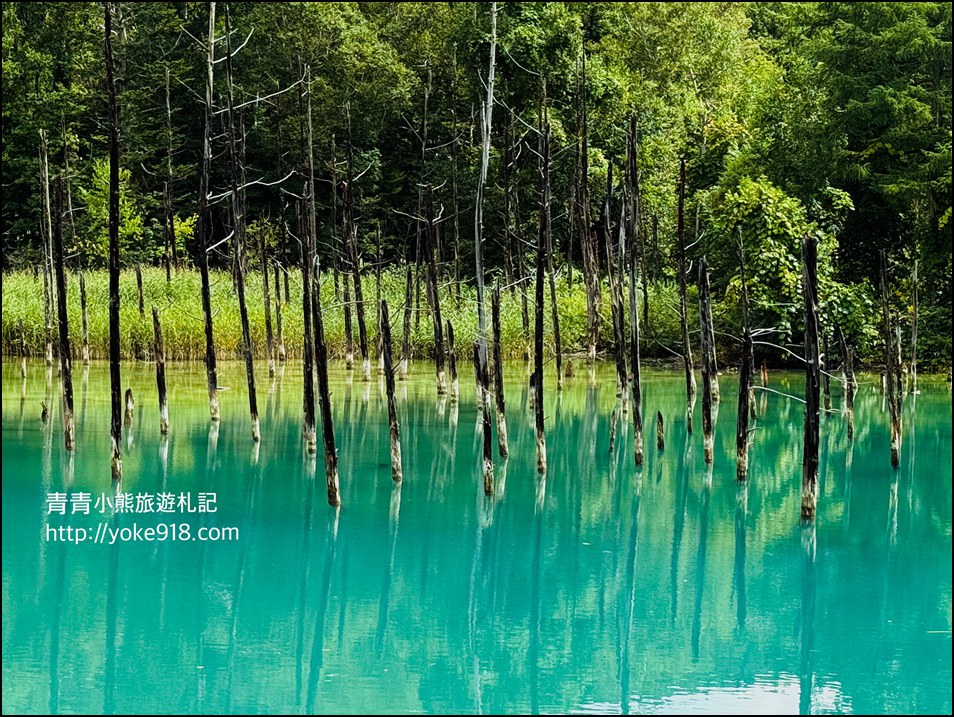 北海道必訪美景》美瑛白金青池~夢幻藍色池水與枯木倒影的散步天堂 @青青小熊*旅遊札記 北海道必訪美景》美瑛白金青池~夢幻藍色池水與枯木倒影的散步天堂 @青青小熊*旅遊札記