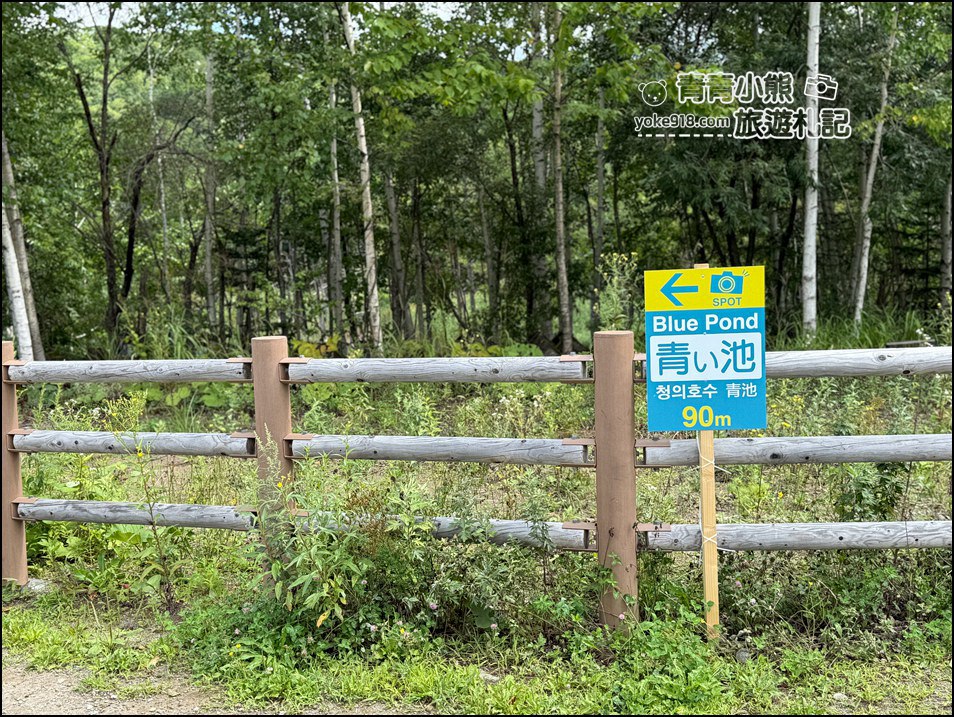 北海道必訪美景》美瑛白金青池~夢幻藍色池水與枯木倒影的散步天堂 @青青小熊*旅遊札記 北海道必訪美景》美瑛白金青池~夢幻藍色池水與枯木倒影的散步天堂 @青青小熊*旅遊札記