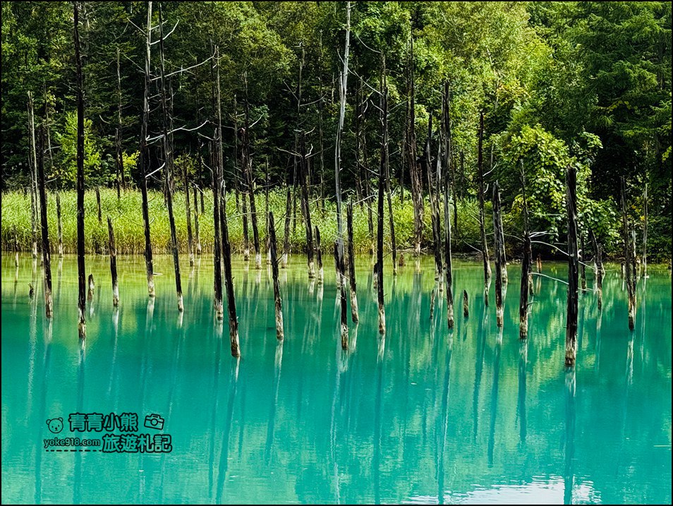 北海道必訪美景》美瑛白金青池~夢幻藍色池水與枯木倒影的散步天堂 @青青小熊*旅遊札記 北海道必訪美景》美瑛白金青池~夢幻藍色池水與枯木倒影的散步天堂 @青青小熊*旅遊札記