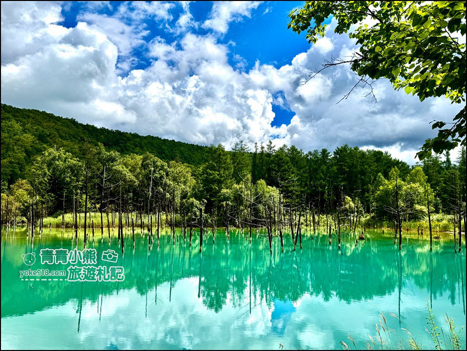 北海道必訪美景》美瑛白金青池～夢幻藍色池水與枯木倒影的散步天堂 @青青小熊＊旅遊札記