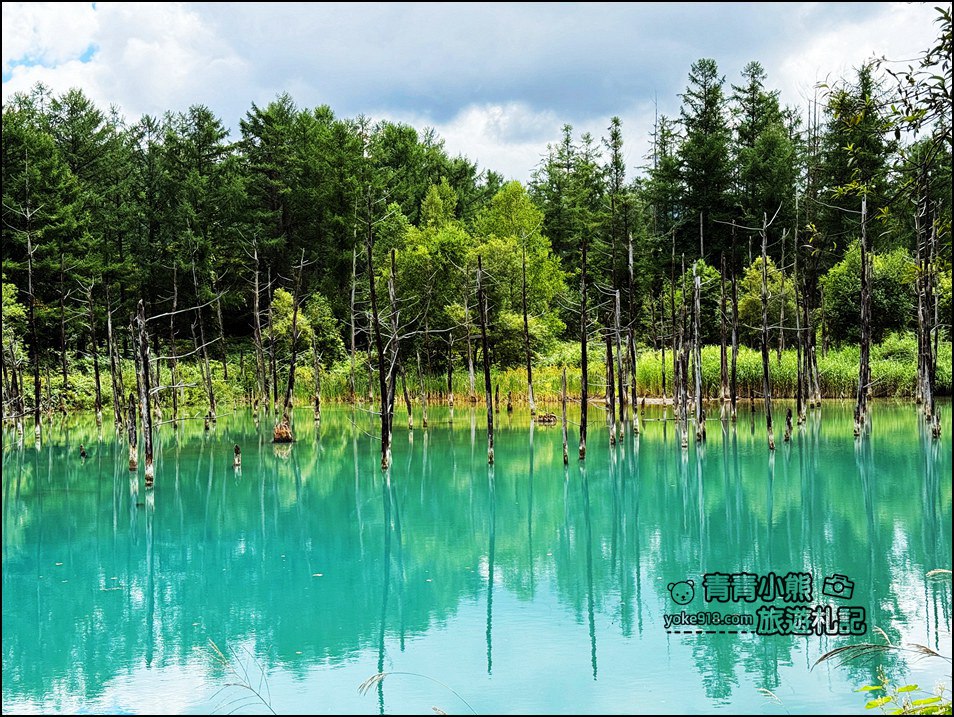 北海道必訪美景》美瑛白金青池~夢幻藍色池水與枯木倒影的散步天堂 @青青小熊*旅遊札記 北海道必訪美景》美瑛白金青池~夢幻藍色池水與枯木倒影的散步天堂 @青青小熊*旅遊札記
