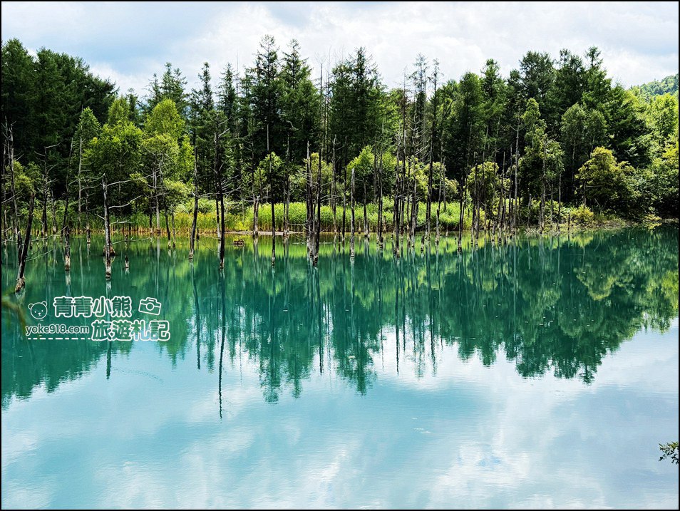 北海道必訪美景》美瑛白金青池~夢幻藍色池水與枯木倒影的散步天堂 @青青小熊*旅遊札記 北海道必訪美景》美瑛白金青池~夢幻藍色池水與枯木倒影的散步天堂 @青青小熊*旅遊札記