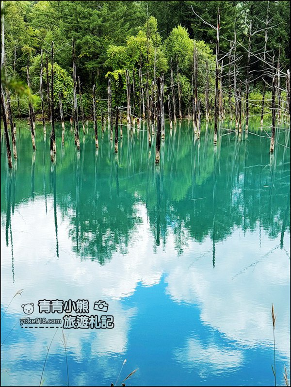 北海道必訪美景》美瑛白金青池～夢幻藍色池水與枯木倒影的散步天堂 @青青小熊＊旅遊札記
