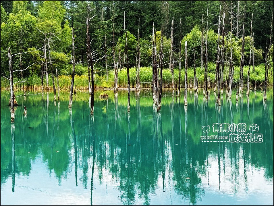 北海道必訪美景》美瑛白金青池~夢幻藍色池水與枯木倒影的散步天堂 @青青小熊*旅遊札記 北海道必訪美景》美瑛白金青池~夢幻藍色池水與枯木倒影的散步天堂 @青青小熊*旅遊札記