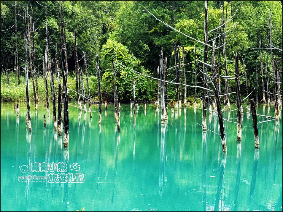 北海道必訪美景》美瑛白金青池~夢幻藍色池水與枯木倒影的散步天堂 @青青小熊*旅遊札記 北海道必訪美景》美瑛白金青池~夢幻藍色池水與枯木倒影的散步天堂 @青青小熊*旅遊札記