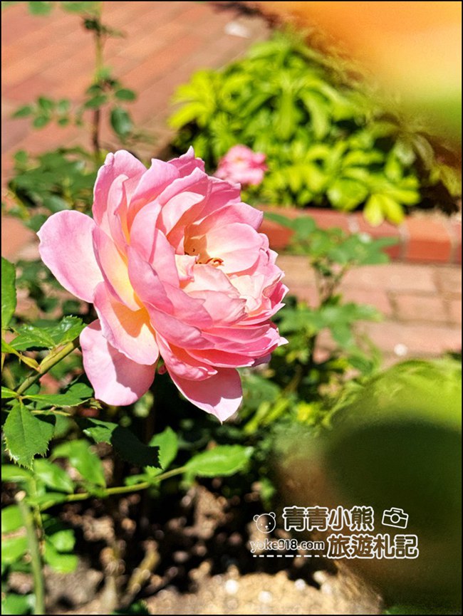 北海道景點》白色戀人公園,夢幻歐式莊園,甜蜜蜜的巧克力讓人感覺好幸福 @青青小熊*旅遊札記 北海道景點》白色戀人公園,夢幻歐式莊園,甜蜜蜜的巧克力讓人感覺好幸福 @青青小熊*旅遊札記