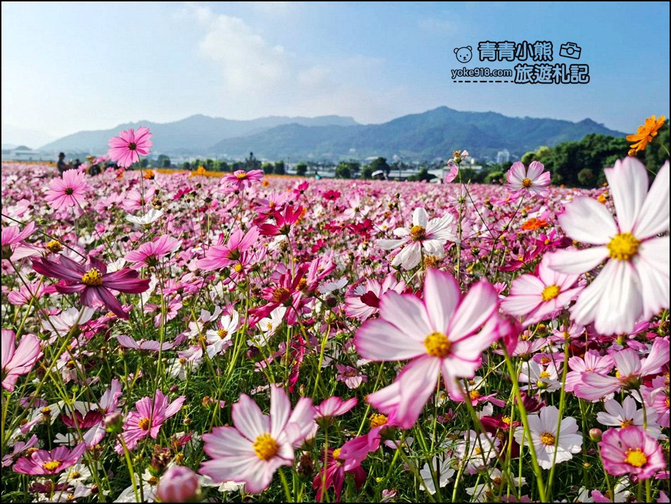 2025台中景點》台中國際花毯節在新社，飛天小女警陪你一同來賞花 @青青小熊＊旅遊札記