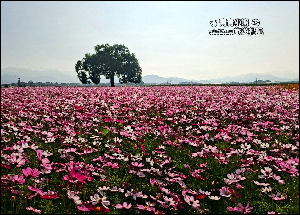 2025台中景點》台中國際花毯節在新社,飛天小女警陪你一同來賞花 @青青小熊*旅遊札記 2025台中景點》台中國際花毯節在新社,飛天小女警陪你一同來賞花 @青青小熊*旅遊札記