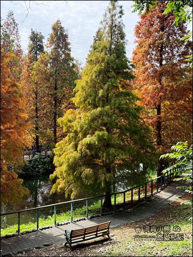桃園景點》長庚養生村.落羽松湖畔散步去~水上平台木棧道好迷人 @青青小熊*旅遊札記 桃園景點》長庚養生村.落羽松湖畔散步去~水上平台木棧道好迷人 @青青小熊*旅遊札記