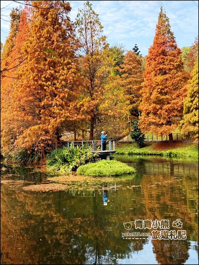 桃園景點》長庚養生村.落羽松湖畔散步去~水上平台木棧道好迷人 @青青小熊*旅遊札記 桃園景點》長庚養生村.落羽松湖畔散步去~水上平台木棧道好迷人 @青青小熊*旅遊札記