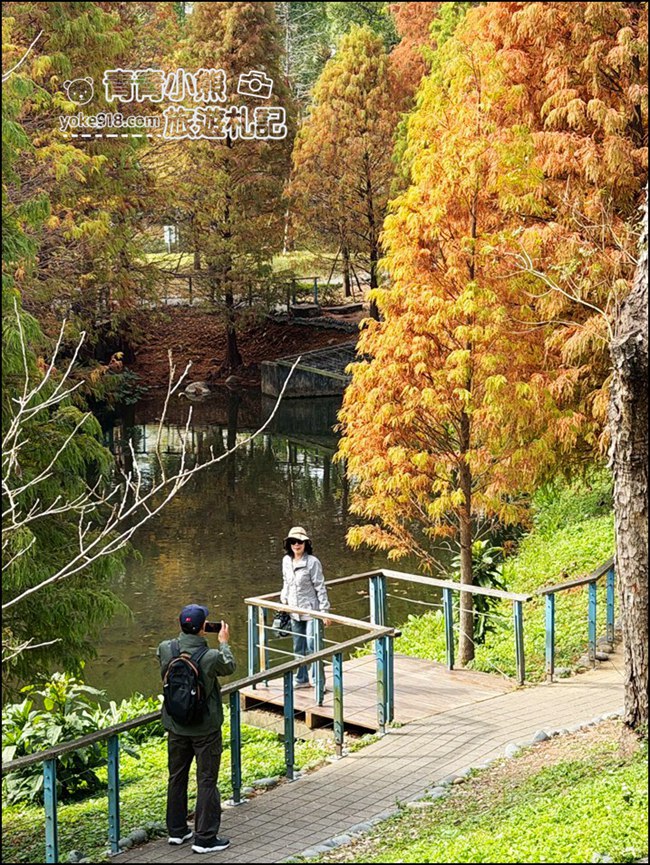 桃園景點》長庚養生村.落羽松湖畔散步去~水上平台木棧道好迷人 @青青小熊*旅遊札記 桃園景點》長庚養生村.落羽松湖畔散步去~水上平台木棧道好迷人 @青青小熊*旅遊札記