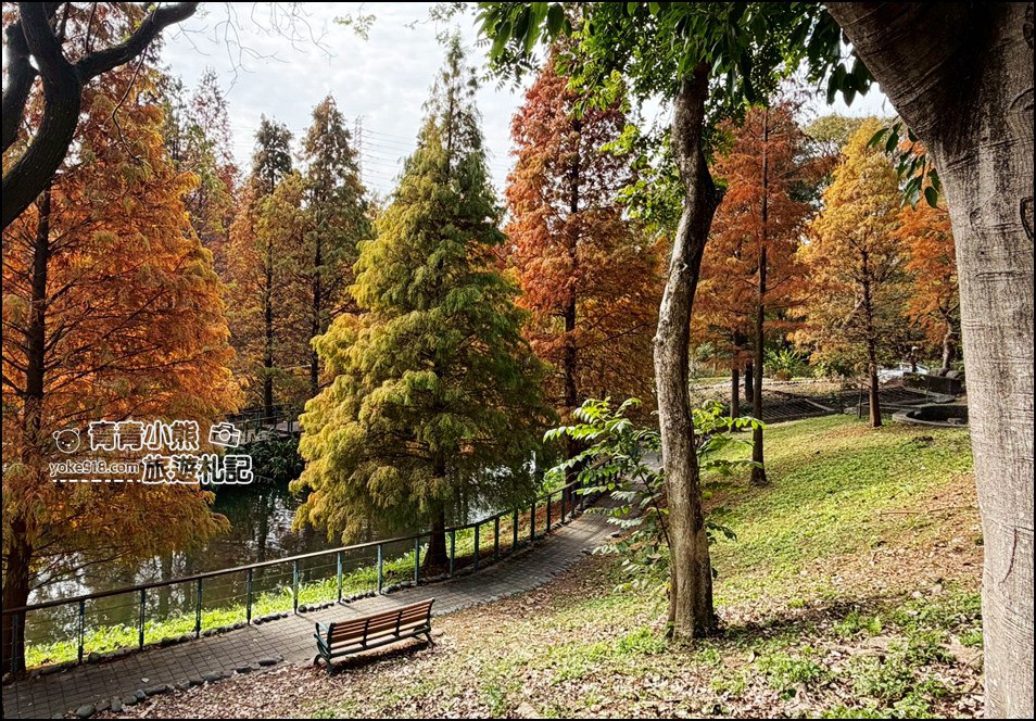 桃園景點》長庚養生村．落羽松湖畔散步去~水上平台木棧道好迷人 @青青小熊＊旅遊札記